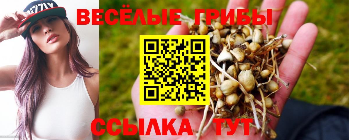 Галлюциногенные грибы Psilocybe Можайск